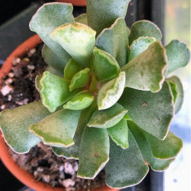 Adromischus cooperi