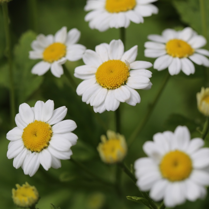 Plant image Osteospermum 'Weetwood'