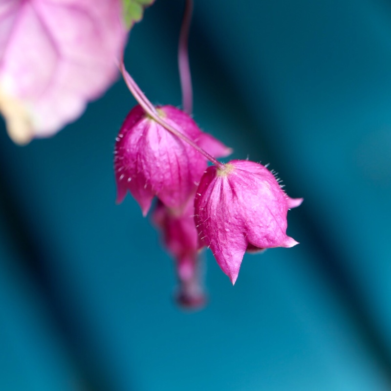 Plant image Rhodochiton atrosanguineus