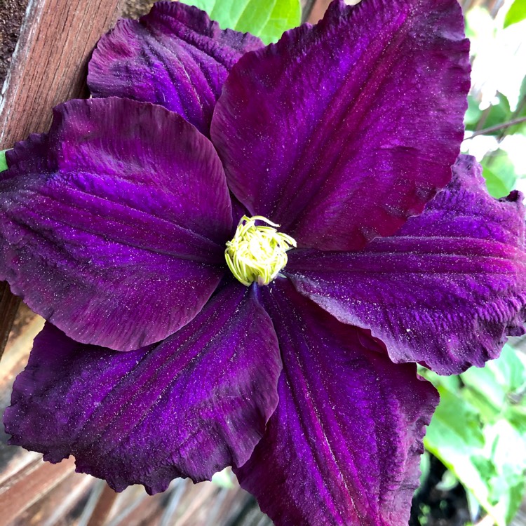 Plant image Clematis 'Mrs N Thompson'