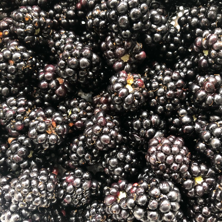 Plant image Rubus fruticosus 'Apache'