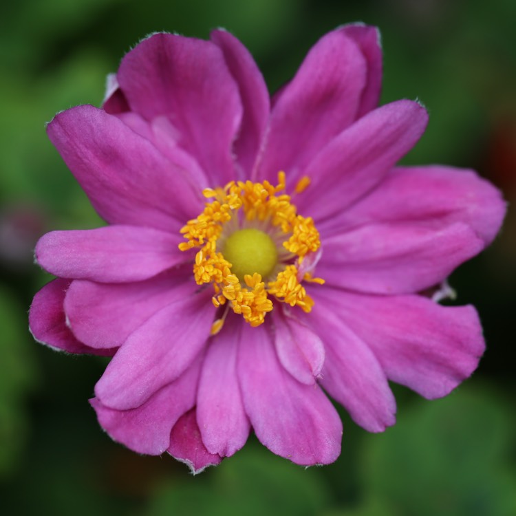 Plant image Anemone x hybrida 'Margarete'