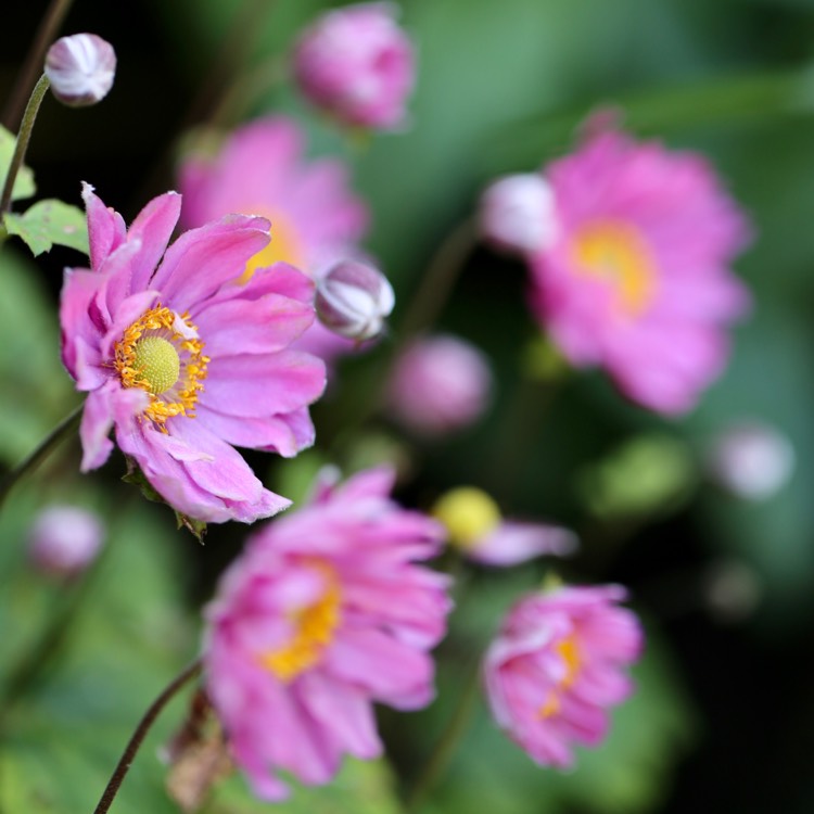 Plant image Anemone x hybrida 'Margarete'