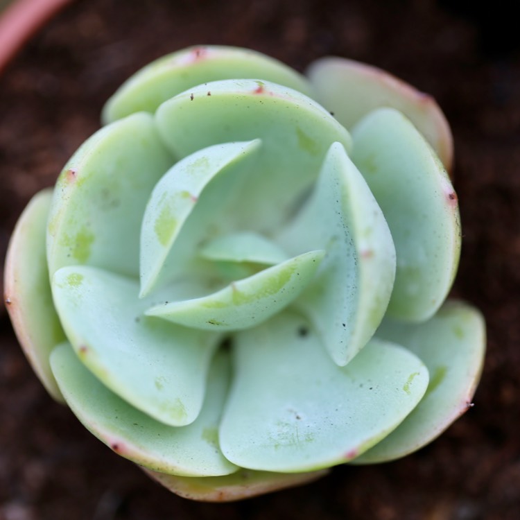 Plant image Echeveria Peach Pride