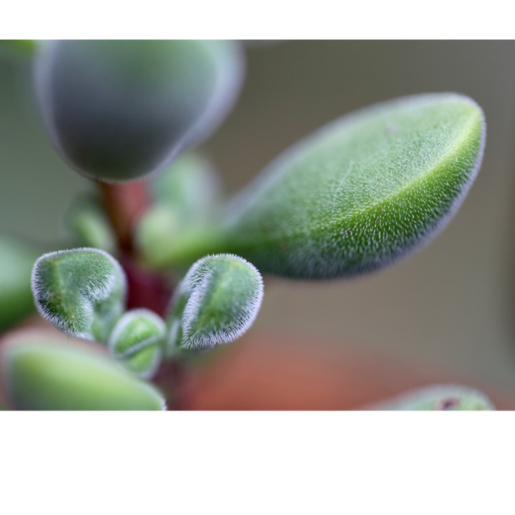 Plant image Crassula rogersii