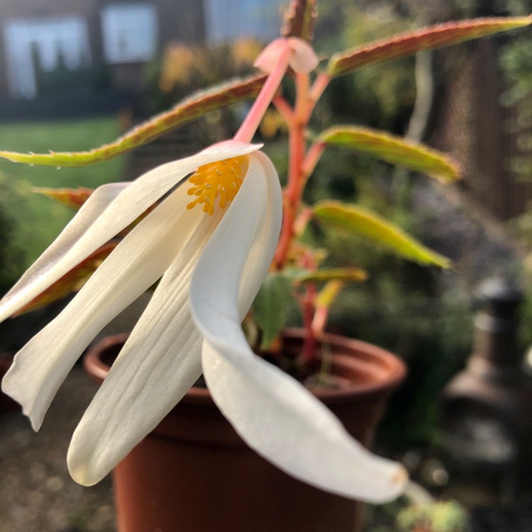 Plant image Begonia boliviensis