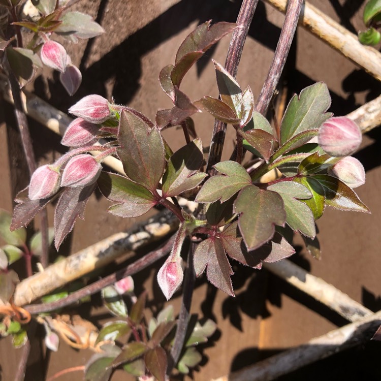 Plant image Clematis montana