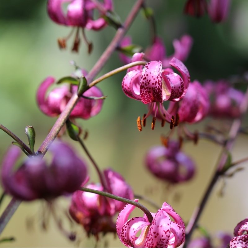 Plant image Lilium martagon