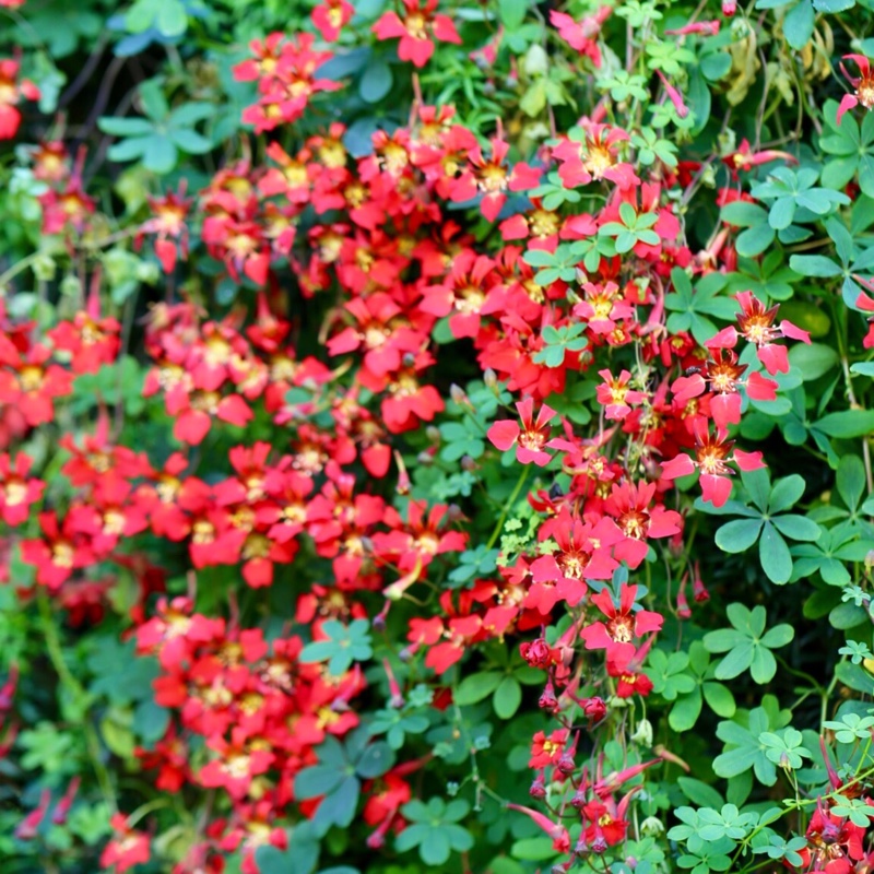 Plant image Tropaeolum speciosum