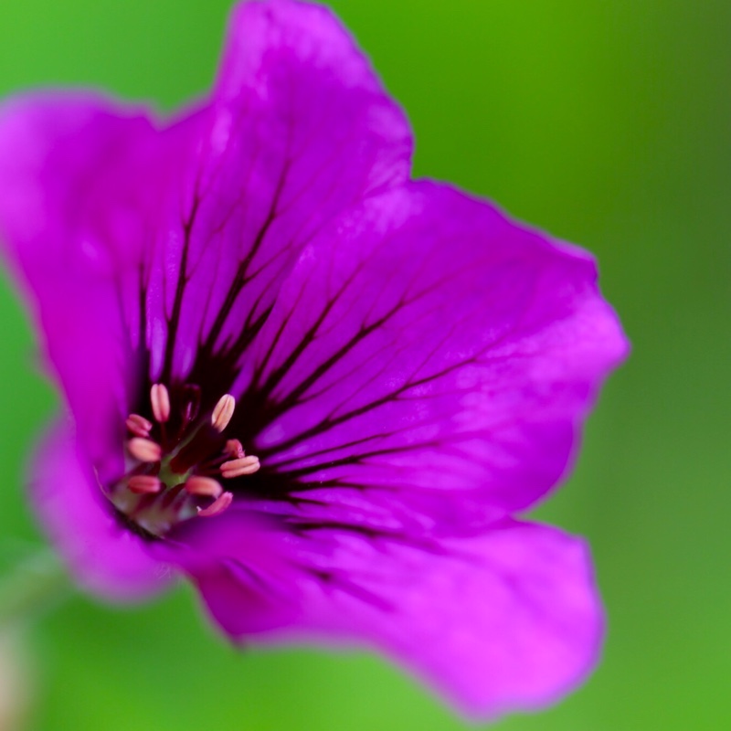 Plant image Geranium psilostemon