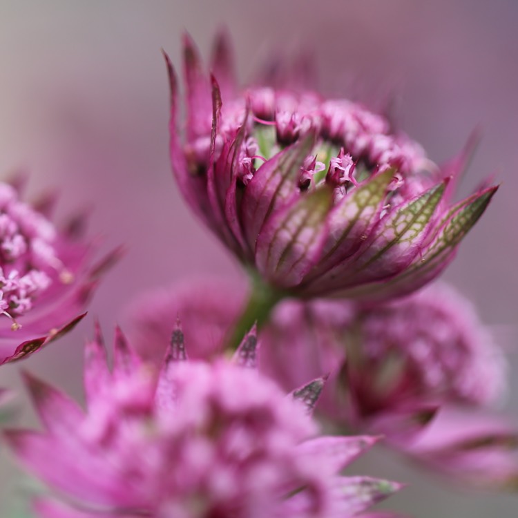 Plant image Astrantia 'Ruby Star'