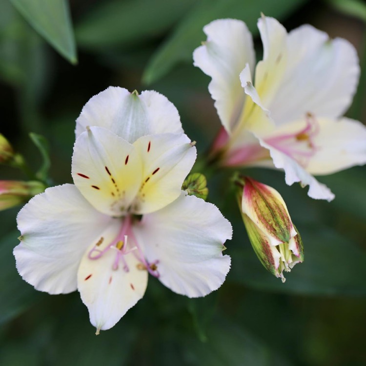 Plant image Alstroemeria 'Apollo'