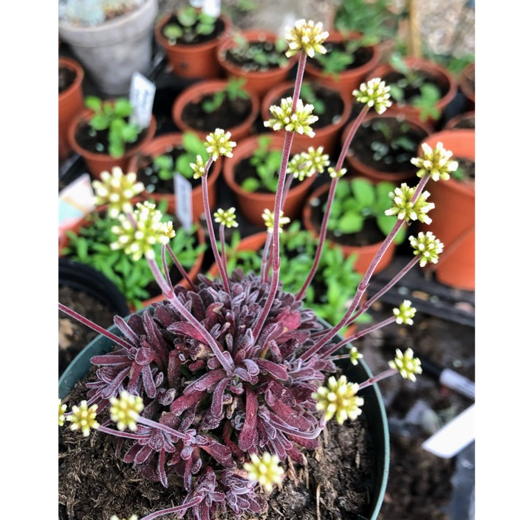 Plant image Crassula pubescens subsp. radicans 'Red Carpet'