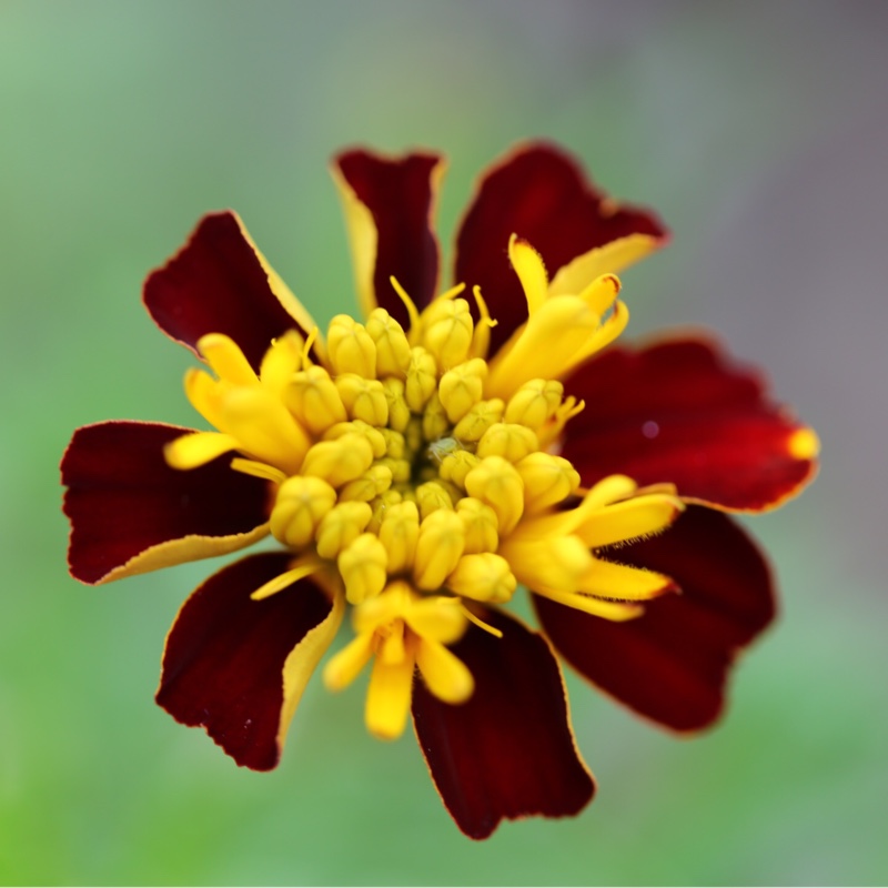 Plant image Tagetes patula 'Striped Marvel'