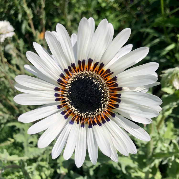 Plant image Venidium fastuosum var. Alba syn. Arctotis fastuosa var. alba