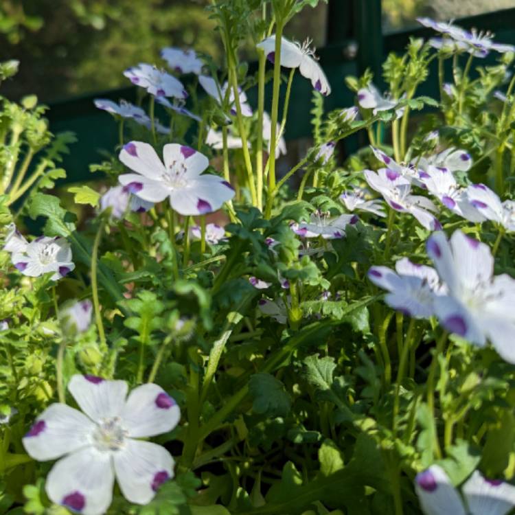 Plant image Nemophila maculata