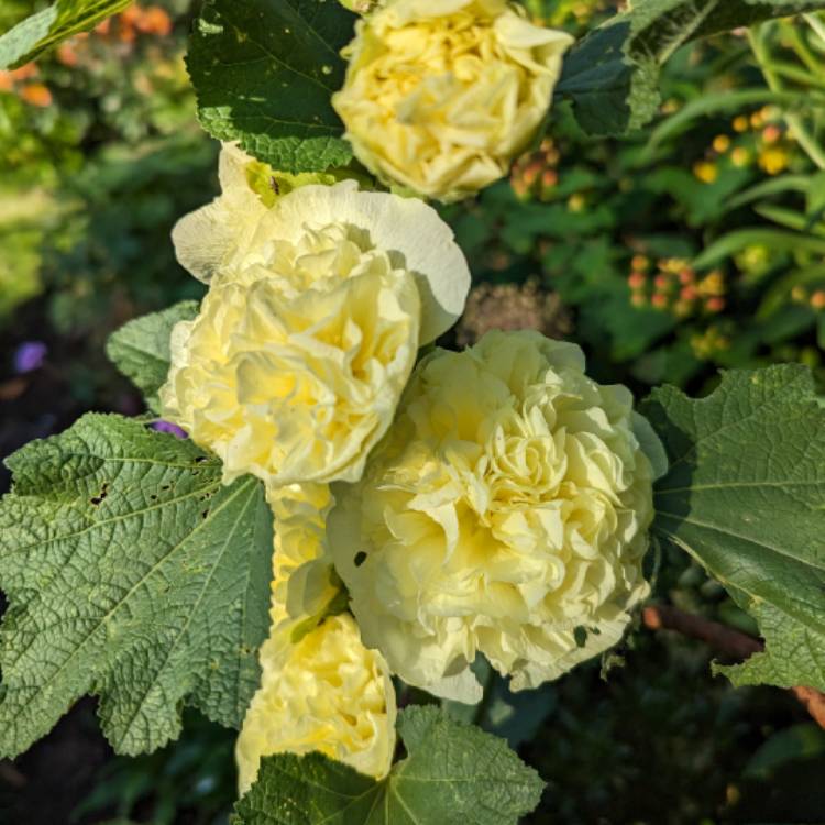 Plant image Alcea rosea 'Chater's Double Group Yellow'