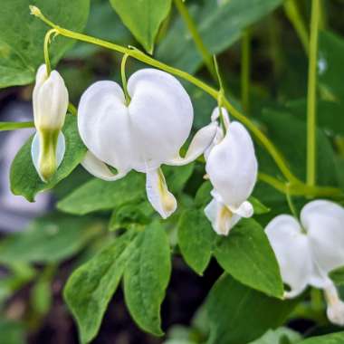 Bleeding Heart 'Valentine'