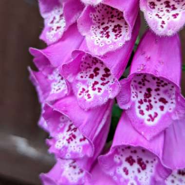 Common Foxglove