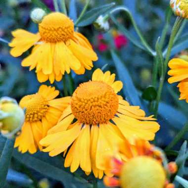 Sneezeweed