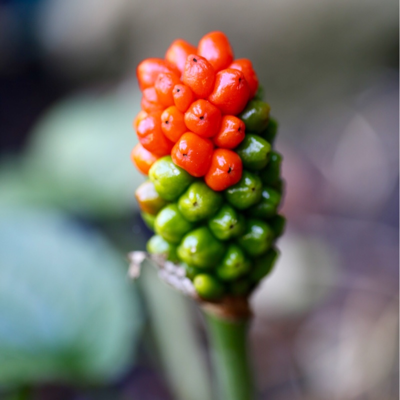 Plant image Arum italicum