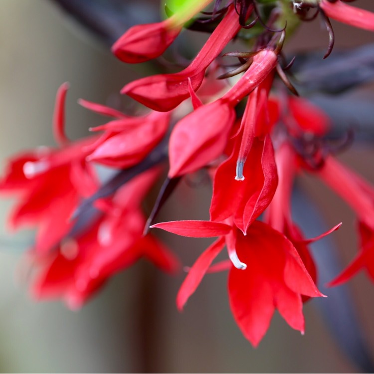 Plant image Lobelia x speciosa 'Scarlet Princess'