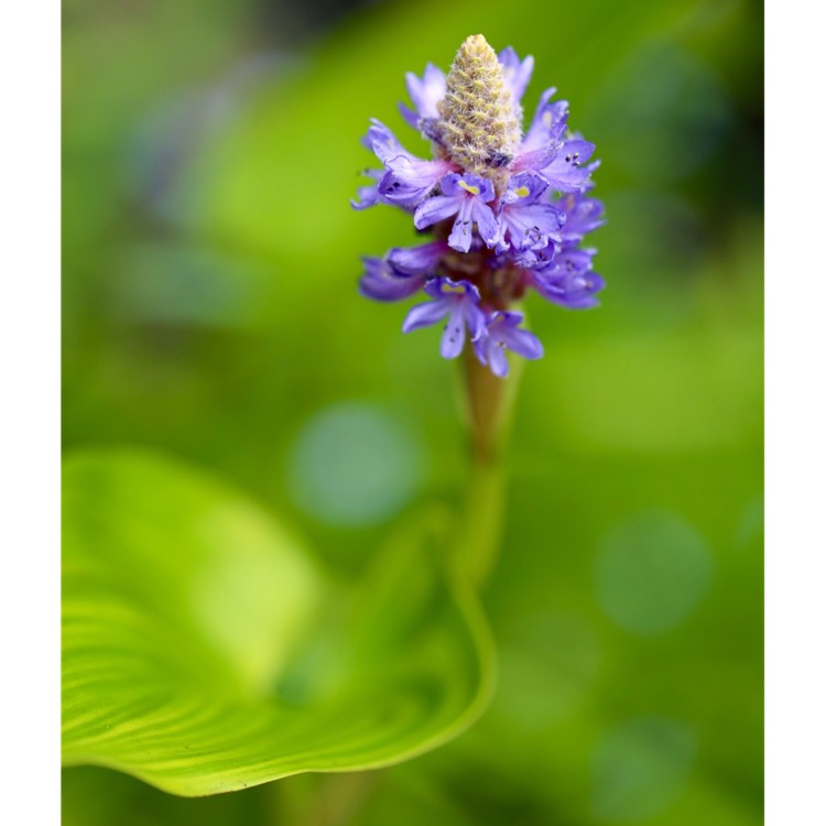 Plant image Pontederia cordata