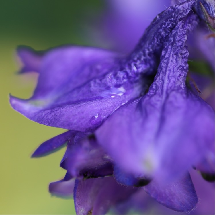 Plant image Delphinium 'Guardian Blue' (Guardian Series)