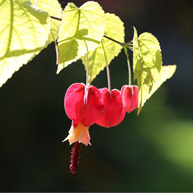 Plant image Abutilon megapotamicum syn. Abutilon vexillarium