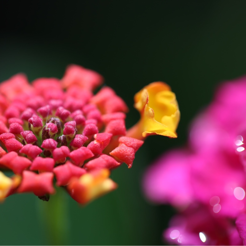 Lantana camara