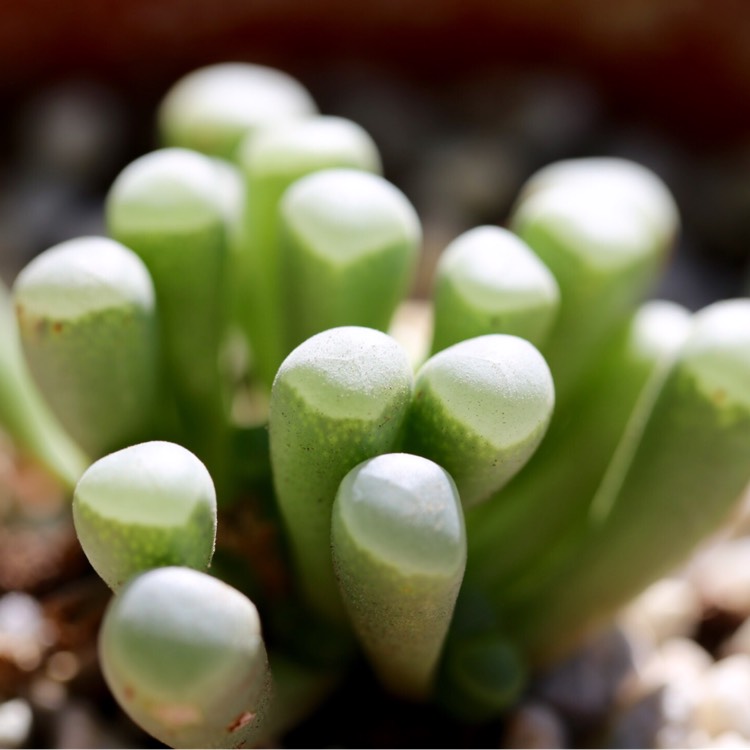 Plant image Frithia Pulchra