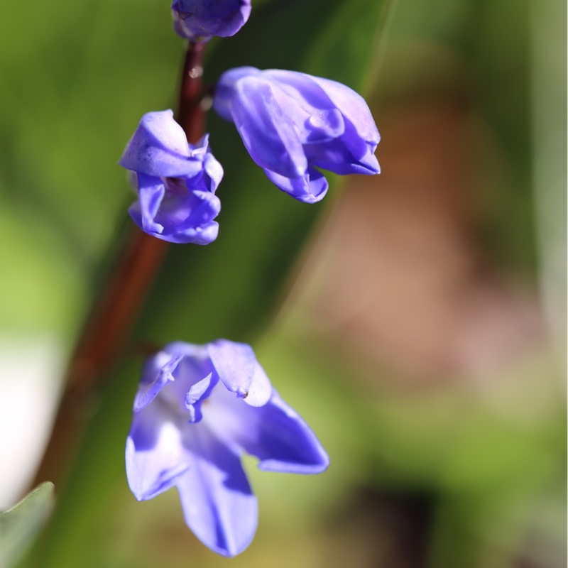 Plant image Chionodoxa forbesii syn. Scilla forbesii 'Blue'