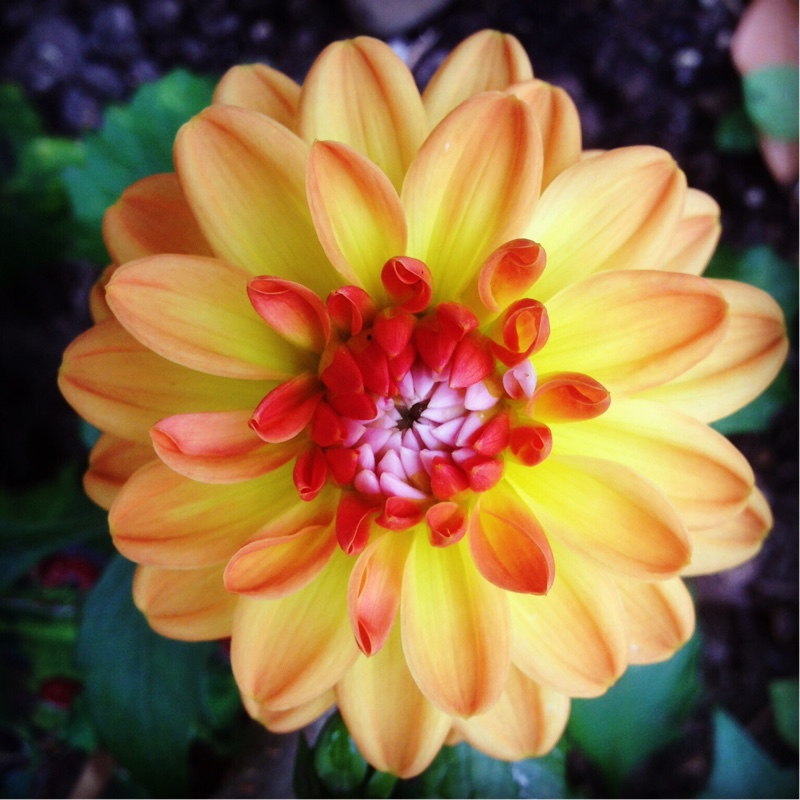 Dahlia (Bedding Varieties)