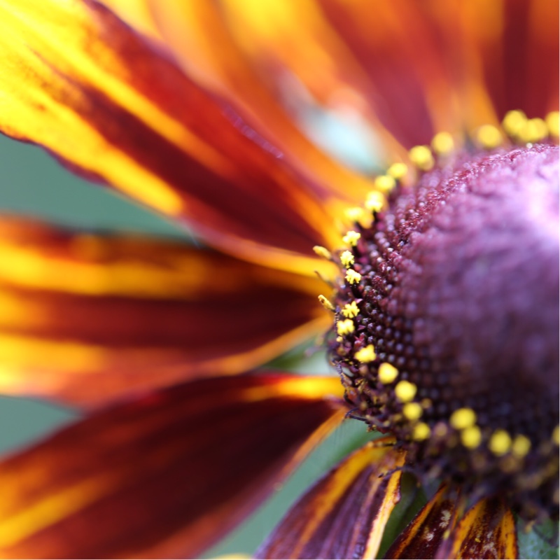 Rudbeckia