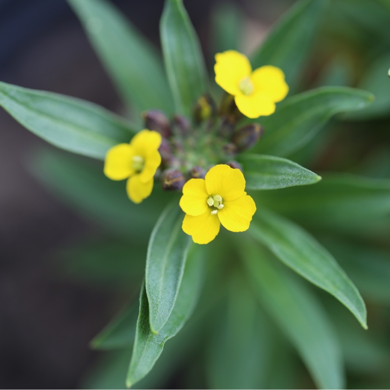 Plant image Erysimum cheiri