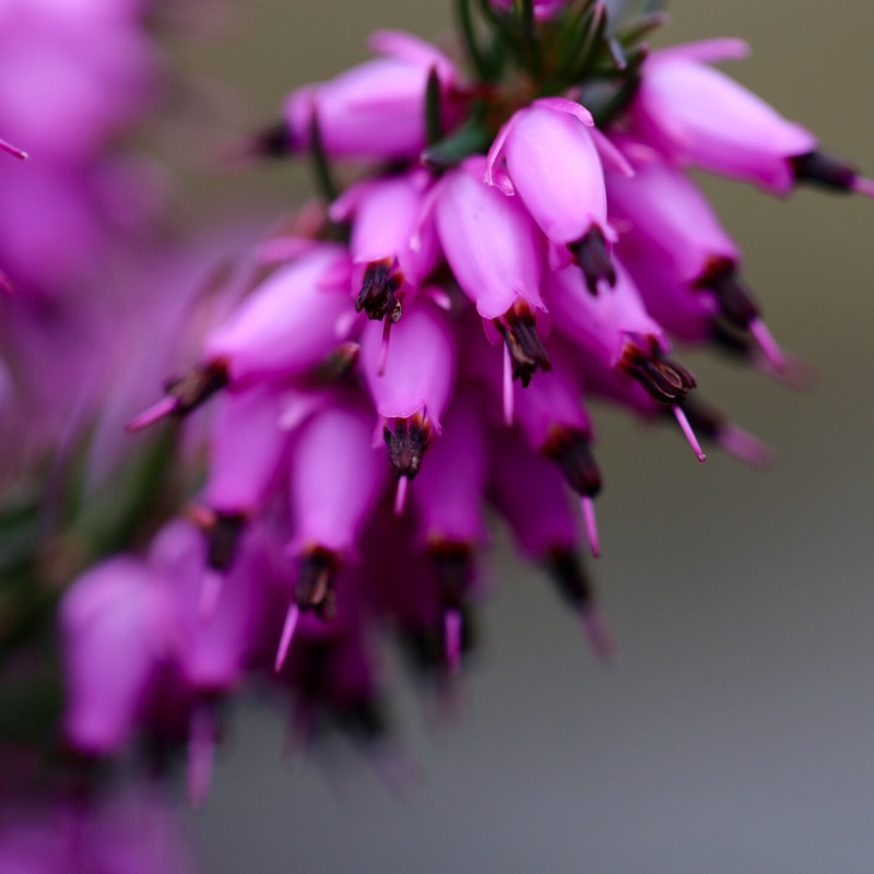 Plant image Erica carnea 'Adrienne Duncan'