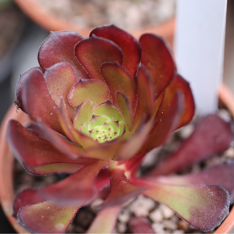 Plant image Aeonium Copper Kettle