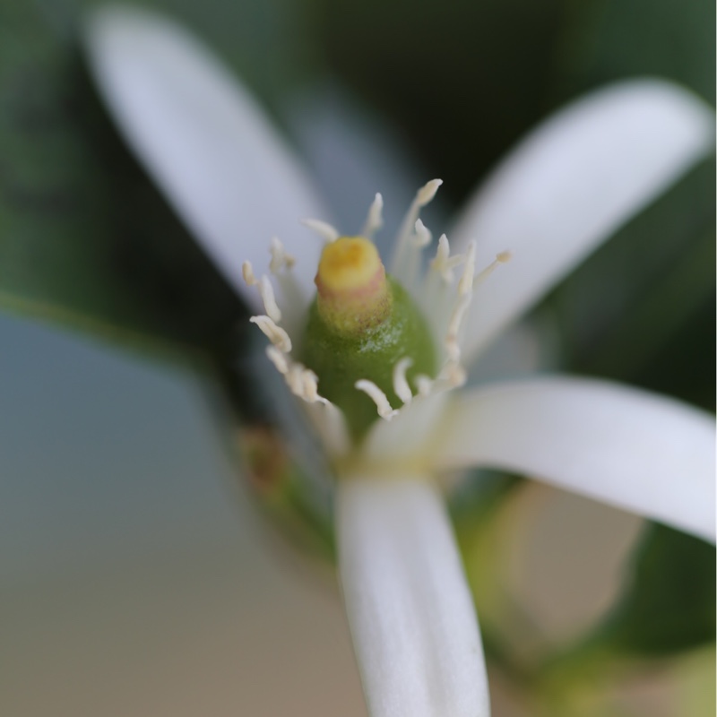 Plant image Citrus hystrix