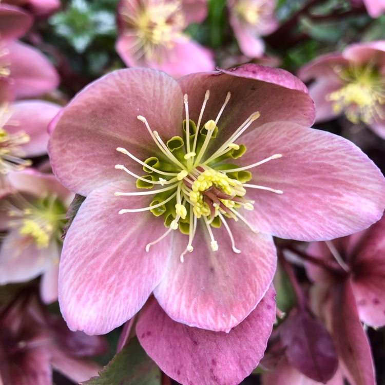 Plant image Helleborus x hybridus 'Cotton Candy' (Winter Jewels Series)