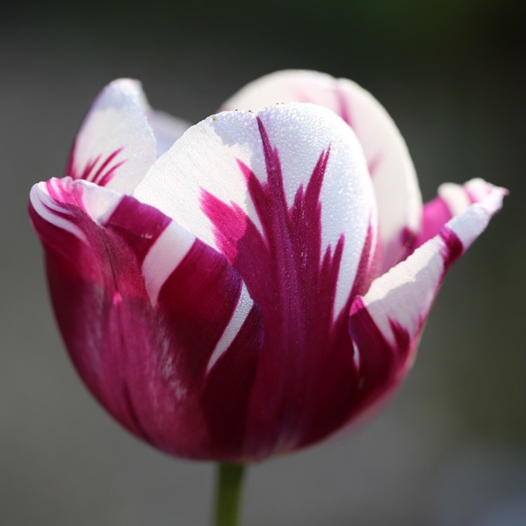 Plant image Tulipa 'Rems Favourite'