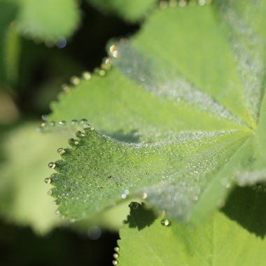 Alchemilla