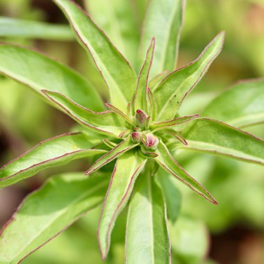 Clarkia amoena syn. Clarkia grandiflora ; Godetia grandiflora