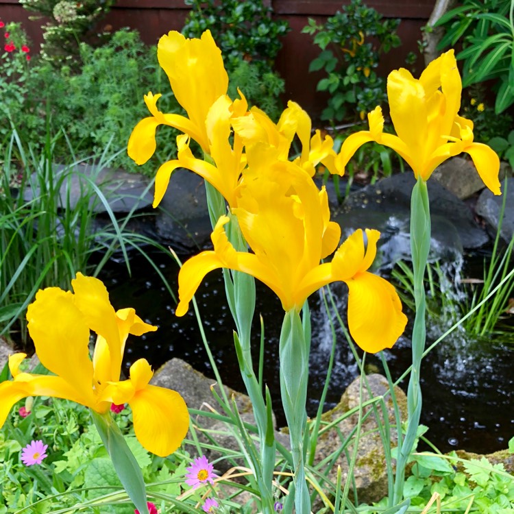 Plant image Iris x hollandica 'Royal Yellow'