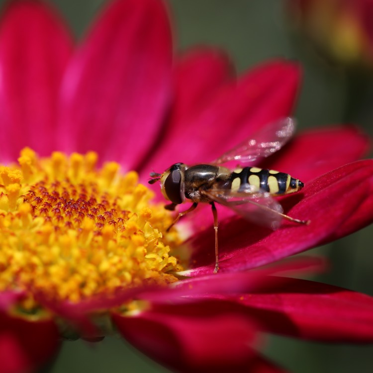 Plant image Osteospermum Margarita