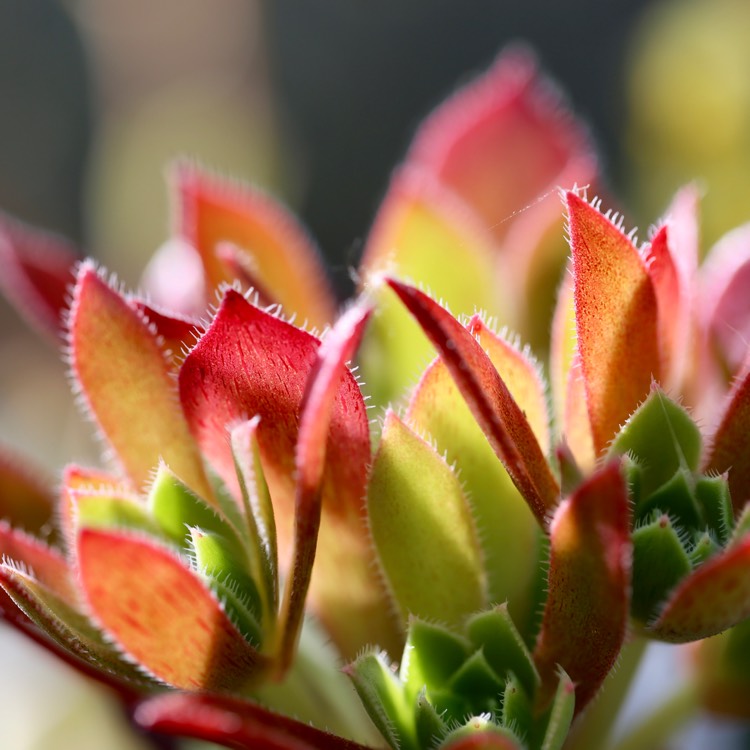 Plant image Aeonium Cornish Tribute