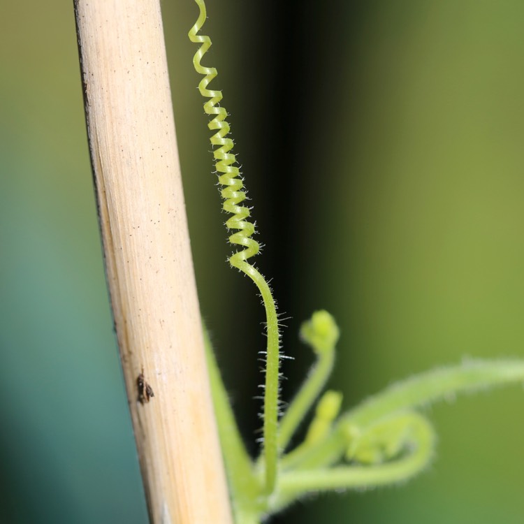 Plant image Melothria Scabra