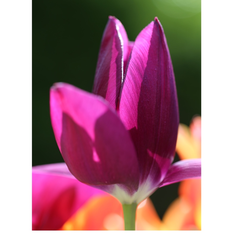 Plant image Tulipa 'Havran'