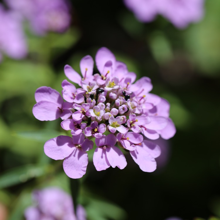 Plant image Iberis Umbellata 'Candy Cane Lilac'