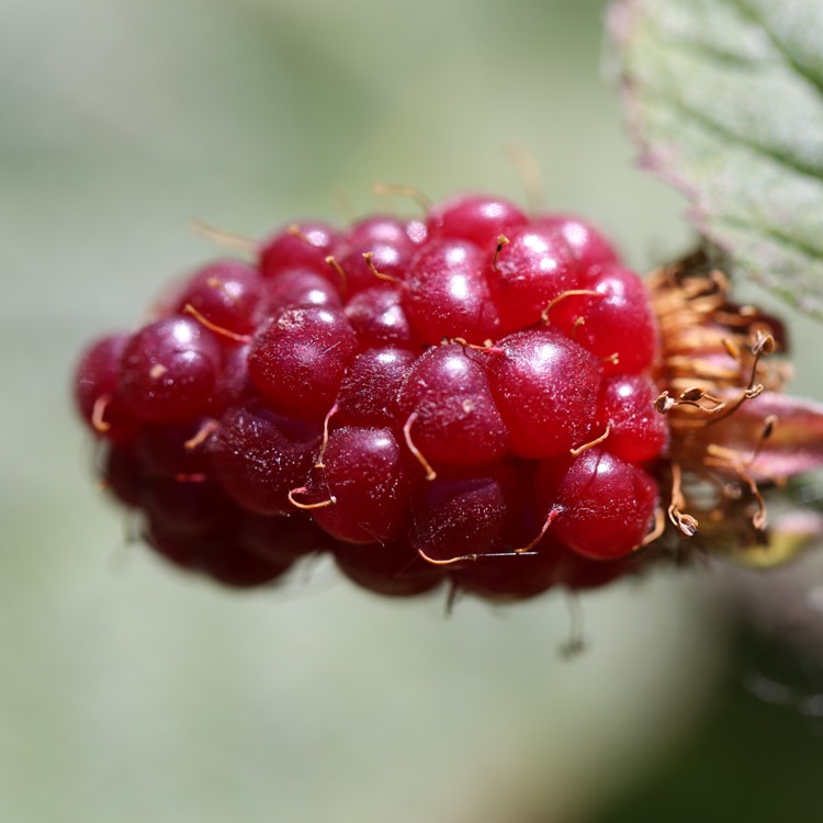 Plant image Rubus fruticosus x ideaus