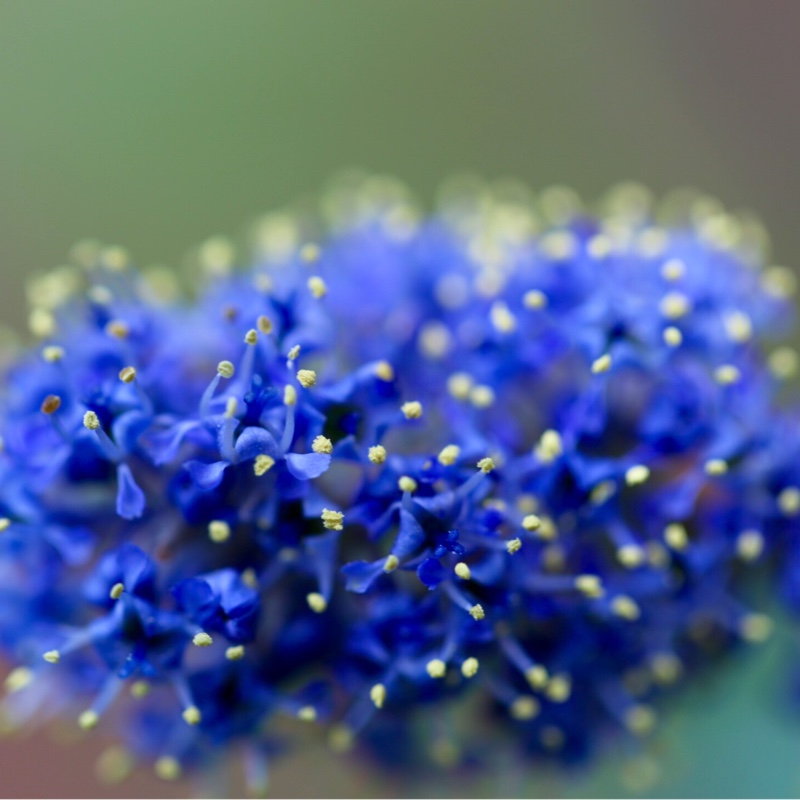 Ceanothus 'Yankee Point'